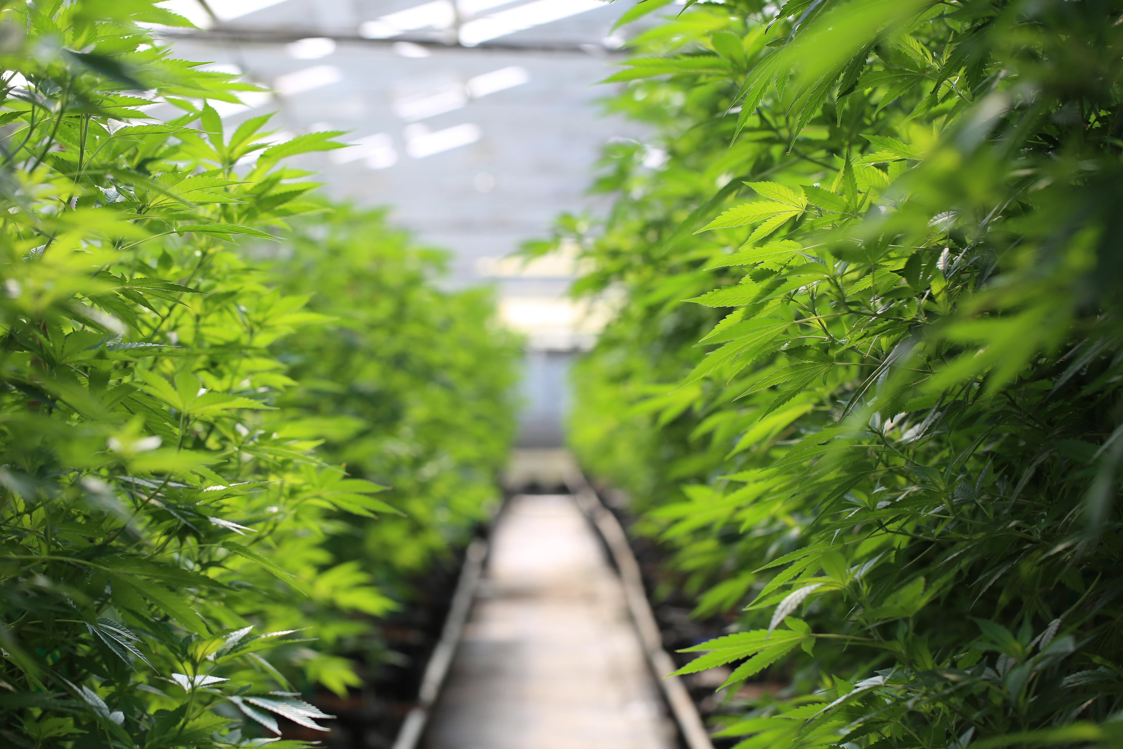 Autumn Brands banner